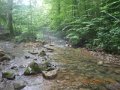 fowlers hollow.Laural run 06-09-14 087